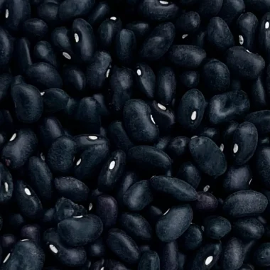 Frijol Negro Michigan