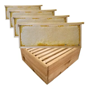 Bastidor con miel de abeja