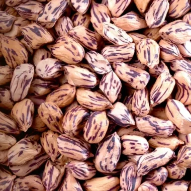 Cacahuate tigre