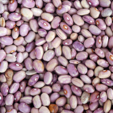 Frijol flor de junio nuevo